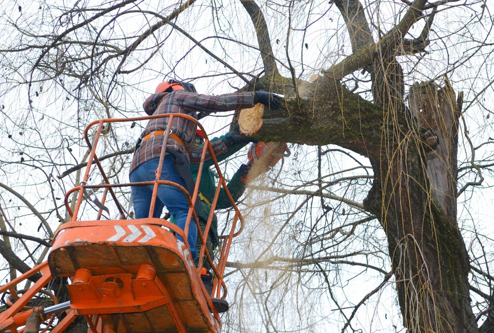 What Is the Best Time of Year to Trim Trees?