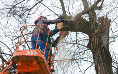 What Is the Best Time of Year to Trim Trees?