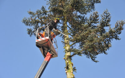 What Are the Signs That a Tree May Be Diseased or Dying?