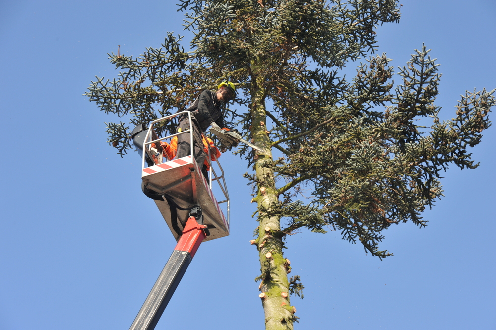 What Are the Signs That a Tree May Be Diseased or Dying?