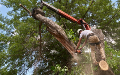 Stump Removal and Grinding Chattanooga, TN