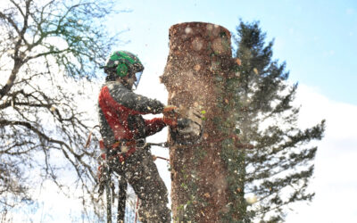 How Do You Determine if a Tree Needs to Be Removed?